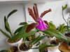 Cattleya bicolor